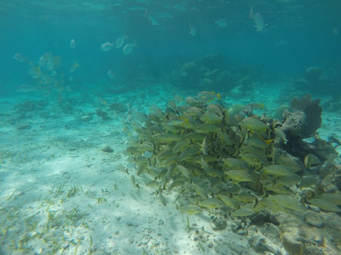 DCIM100GOPROGOPR0997.