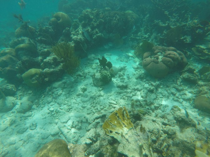 DCIM100GOPROGOPR1000.