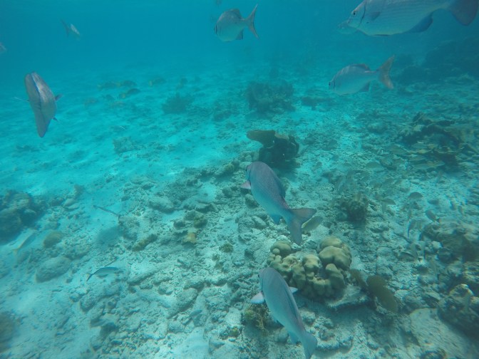 DCIM100GOPROGOPR1001.