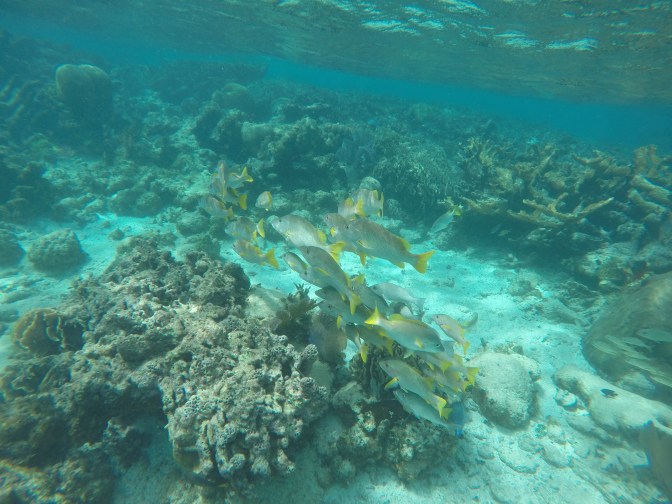 DCIM100GOPROGOPR1003.