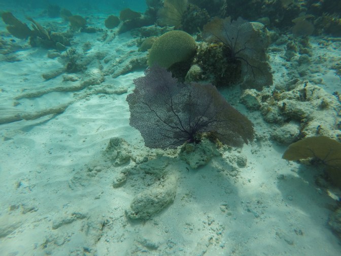 DCIM100GOPROGOPR1007.