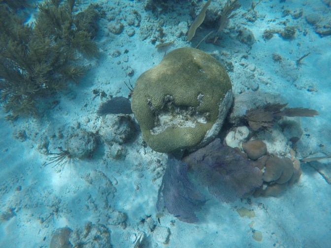 DCIM100GOPROGOPR1008.