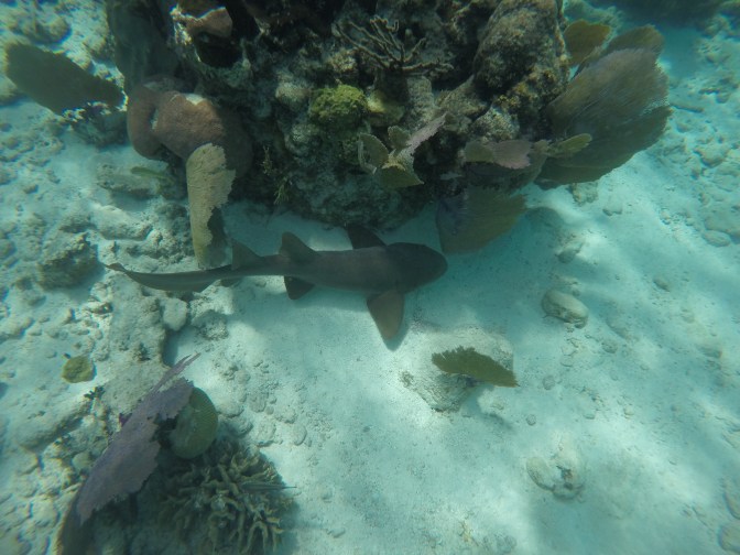 DCIM100GOPROGOPR1018.