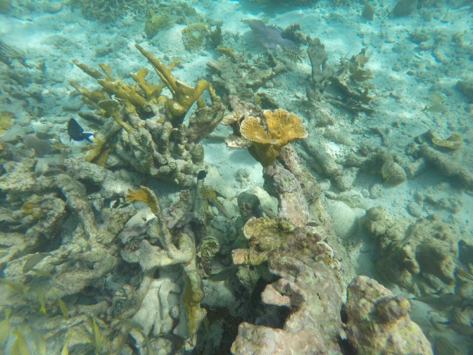 DCIM100GOPROGOPR1022.