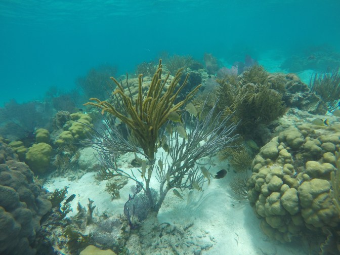 DCIM100GOPROGOPR1097.