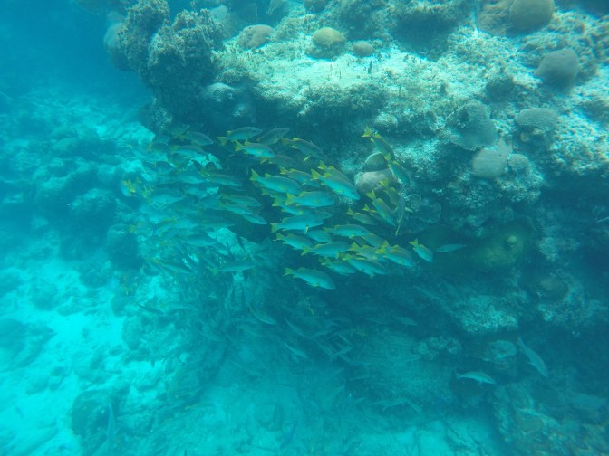 DCIM100GOPROGOPR1124.