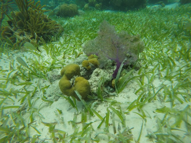 DCIM100GOPROGOPR1169.