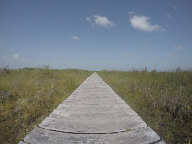 DCIM100GOPROGOPR2391.